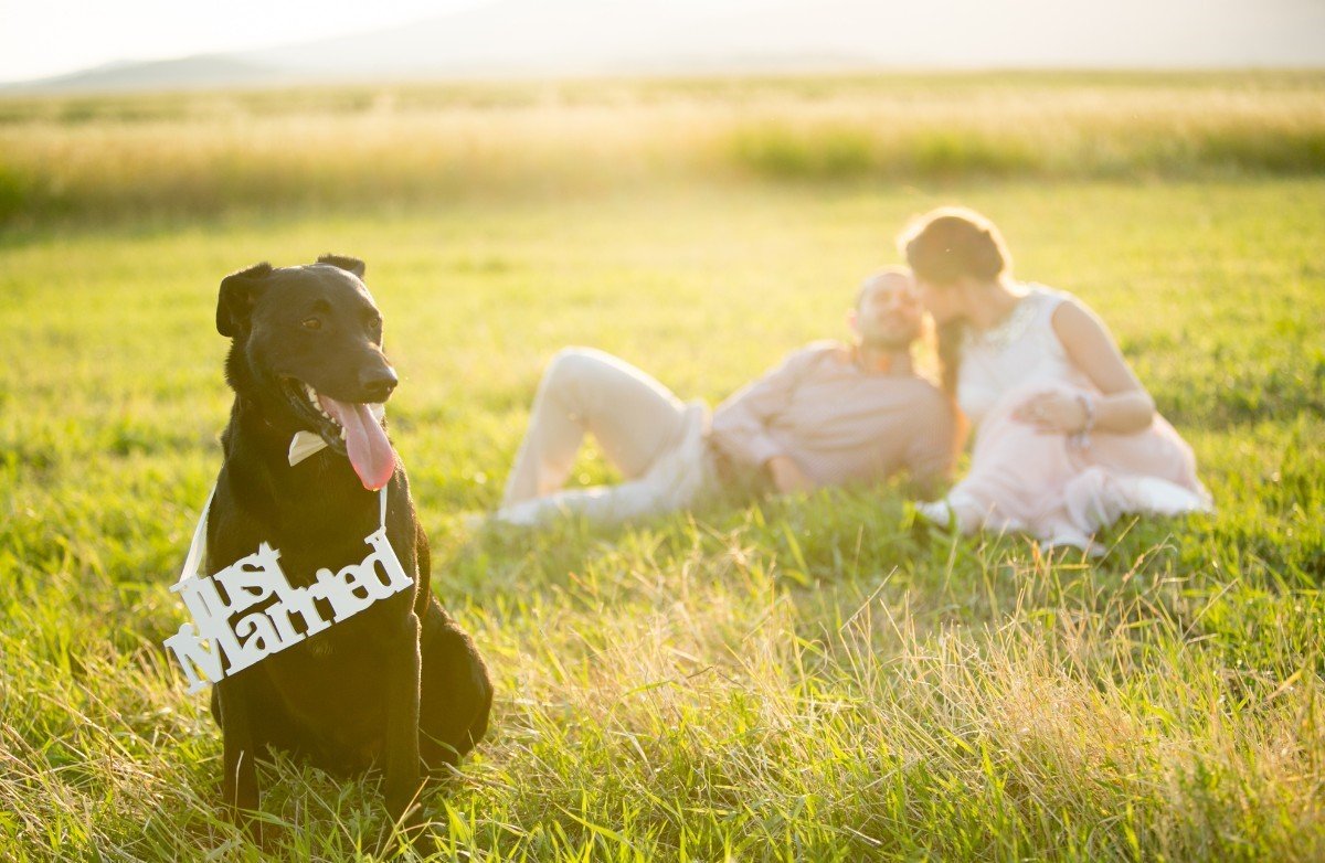 In the foreground of the photo is a large black dog with a ‘Just Married’ placard hanging around its neck. In the background, the newlyweds can be seen lying on the grass.