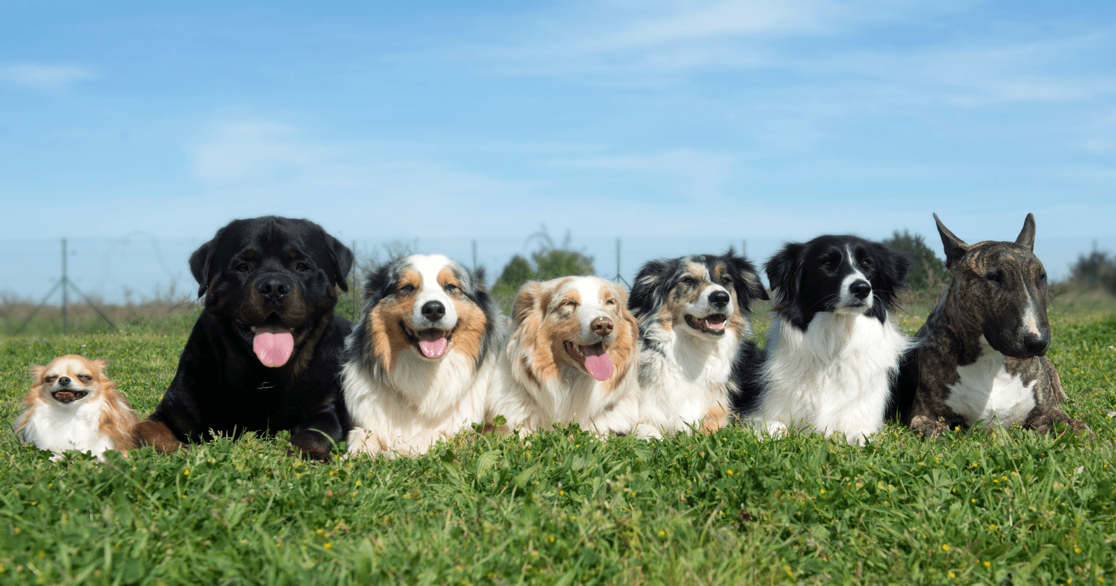 Photo shows dogs lying on the grass.