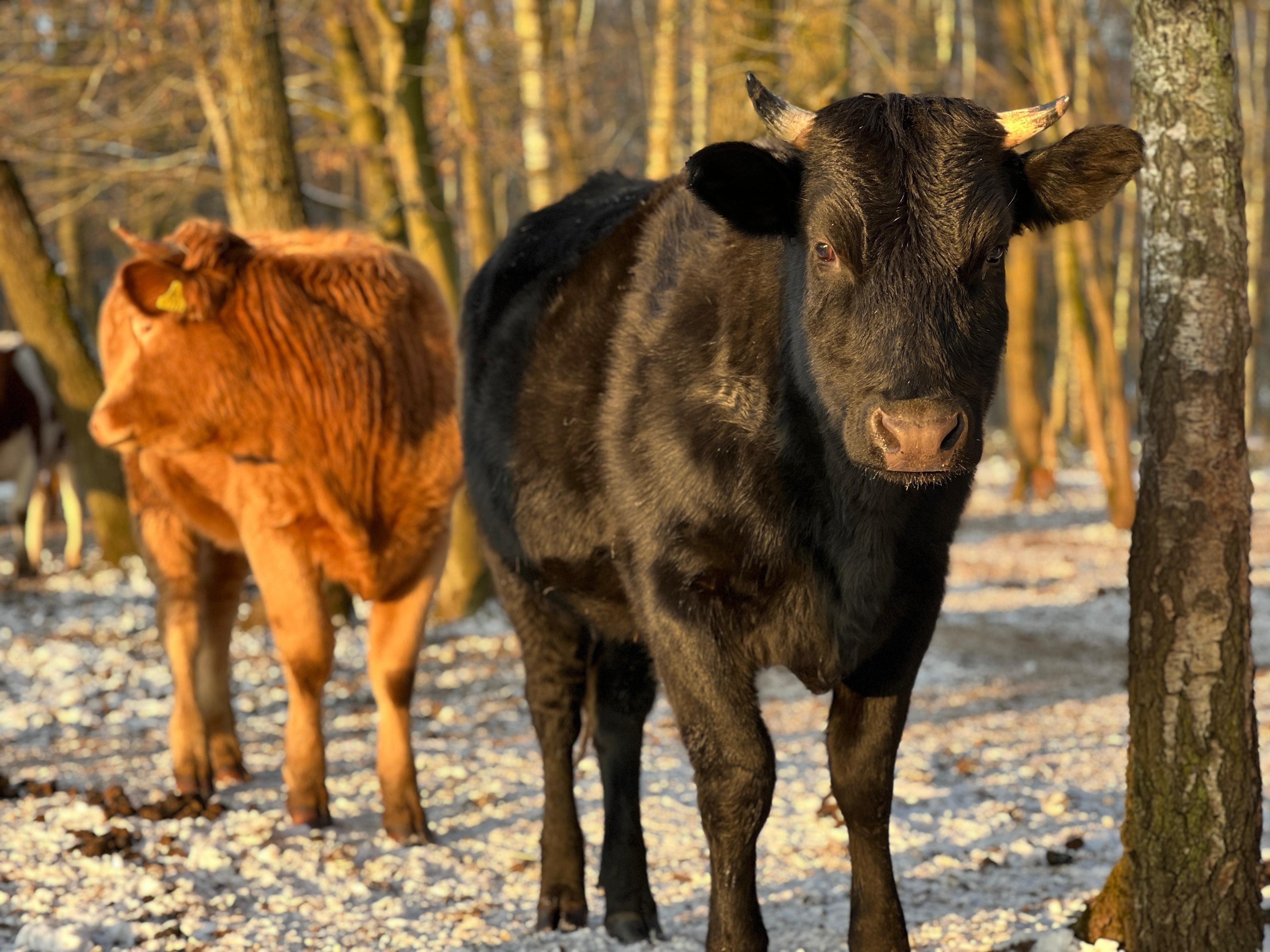 2D8YvG8siIQk5web.jpg