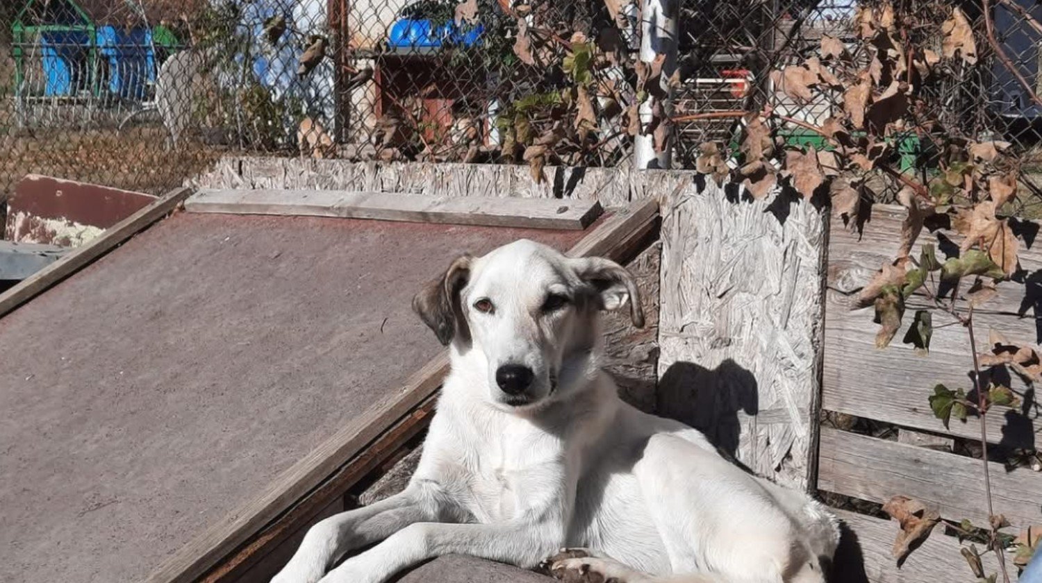 Recaudación de fondos: ¡Únete a Canela y Willow para ayudar a los ...