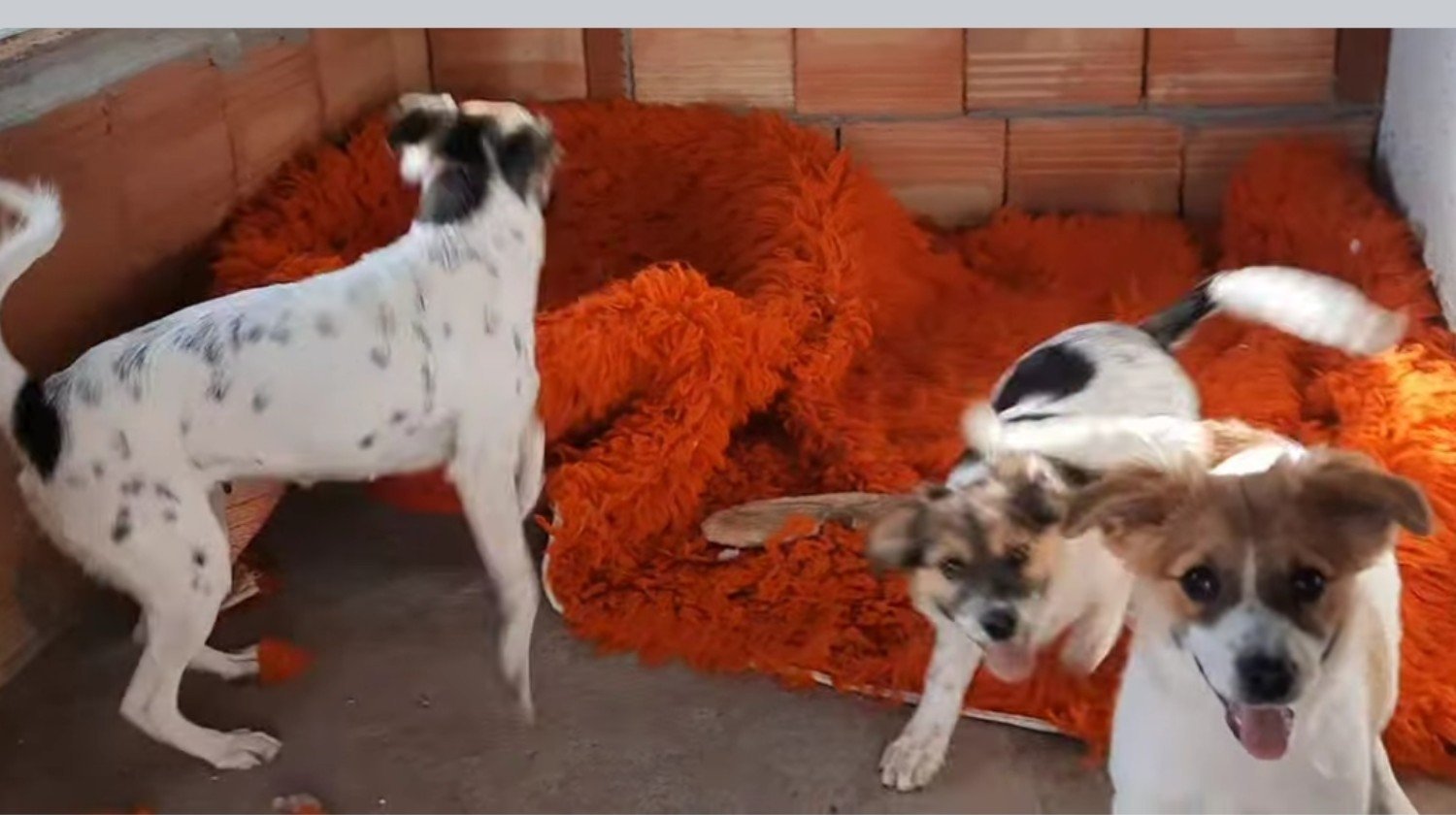 Recaudación de fondos: ¡Únete a Canela y Willow para ayudar a los ...