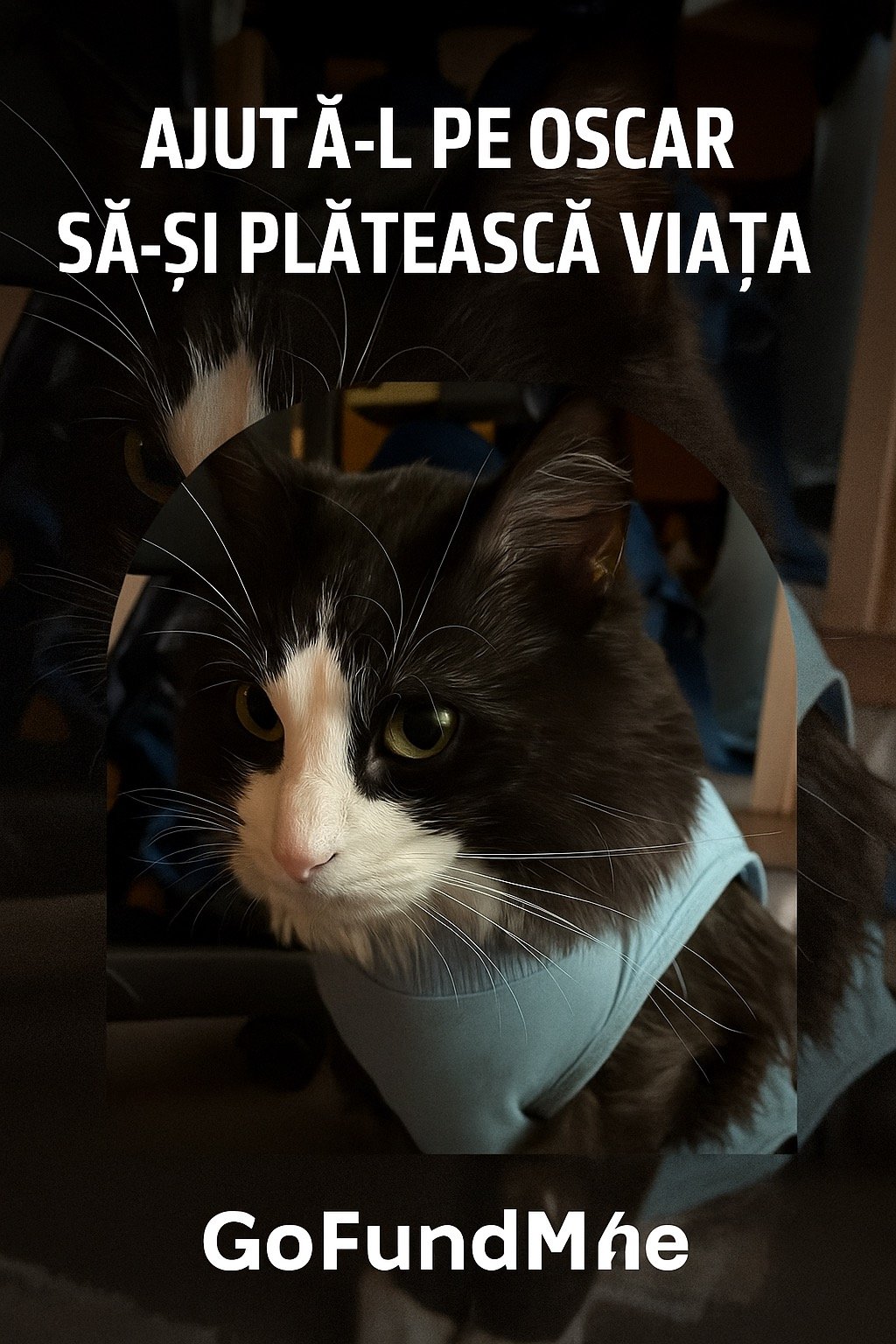 Ao8LoGD2MpiZc5Mb.jpg